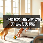 小猫咪为何痴迷爬纱窗?天性与行为解析(图3) 小猫咪为何痴迷爬纱窗?天性与行为解析(图3)