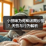 小猫咪为何痴迷爬纱窗?天性与行为解析(图4) 小猫咪为何痴迷爬纱窗?天性与行为解析(图4)