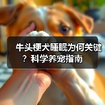 牛头梗犬睡眠为何关键?科学养宠指南(图2) 牛头梗犬睡眠为何关键?科学养宠指南(图2)