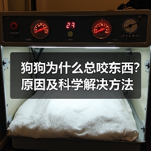 狗狗为什么总咬东西？原因及科学解决方法