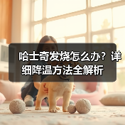 哈士奇发烧怎么办？详细降温方法全解析