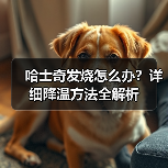哈士奇发烧怎么办?详细降温方法全解析(图2) 哈士奇发烧怎么办?详细降温方法全解析(图2)