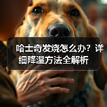哈士奇发烧怎么办?详细降温方法全解析(图3) 哈士奇发烧怎么办?详细降温方法全解析(图3)