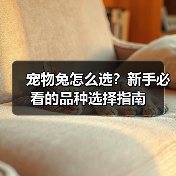 宠物兔怎么选？新手必看的品种选择指南(图4)