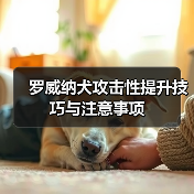 罗威纳犬攻击性提升技巧与注意事项(图4) 罗威纳犬攻击性提升技巧与注意事项(图4)