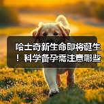 哈士奇新生命即将诞生！科学备孕需注意哪些关键点？(图2)