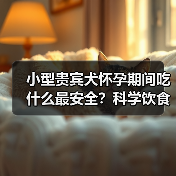 小型贵宾犬怀孕期间吃什么最安全？科学饮食
