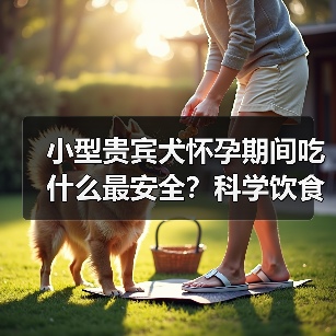 小型贵宾犬怀孕期间吃什么最安全？科学饮食保障母犬与胎儿健康(图4)