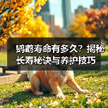 鹦鹉寿命有多久？揭秘长寿秘诀与养护技巧(图2)