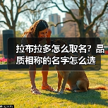 拉布拉多怎么取名？品质相称的名字怎么选(图2)