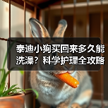 泰迪小狗买回来多久能洗澡？科学护理全攻略(图4)
