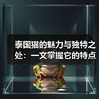 泰国猫的魅力与独特之处：一文掌握它的特点与习性(图4)