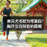 贵宾犬毛发为何渐白？揭开变白背后的真相(图4)