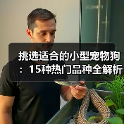 挑选适合的小型宠物狗：15种热门品种全解析(图3)
