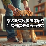 柴犬跳蚤过敏瘙痒难忍？病例解析综合治疗方案(图2)