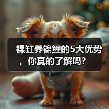 裸缸养锦鲤的5大优势，你真的了解吗？ - 辰飞雨新生家伴
