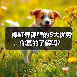 裸缸养锦鲤的5大优势，你真的了解吗？(图3)