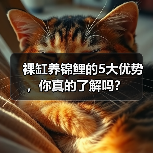 裸缸养锦鲤的5大优势，你真的了解吗？(图4)
