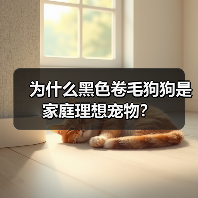 为什么黑色卷毛狗狗是家庭理想宠物？(图4)
