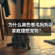为什么黑色卷毛狗狗是家庭理想宠物？(图3)