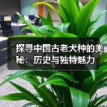 探寻中国古老犬种的奥秘：历史与独特魅力(图4)