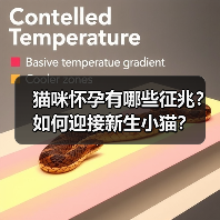 猫咪怀孕有哪些征兆？如何迎接新生小猫？ - 辰飞雨新生家伴