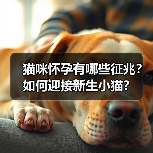 猫咪怀孕有哪些征兆？如何迎接新生小猫？(图4)