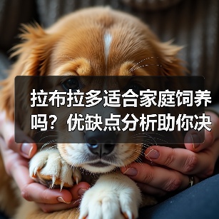 拉布拉多适合家庭饲养吗？优缺点分析助你决定(图4)