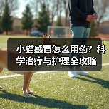 小猫感冒怎么用药？科学治疗与护理全攻略(图3)
