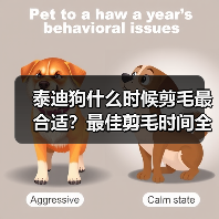 泰迪狗什么时候剪毛最合适？最佳剪毛时间全解析(图3)