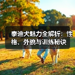 泰迪犬魅力全解析：性格、外貌与训练秘诀(图4)