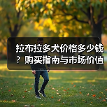 拉布拉多犬价格多少钱？购买指南与市场价值解析(图2)