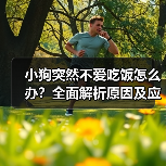小狗突然不爱吃饭怎么办？全面解析原因及应对方法 - 辰飞雨新生家伴