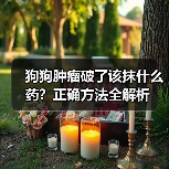 狗狗肿瘤破了该抹什么药？正确方法全解析(图3)