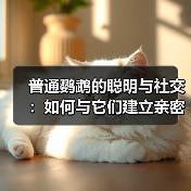 普通鹦鹉的聪明与社交：如何与它们建立亲密联系？(图4)