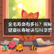金毛寿命有多长？揭秘健康长寿秘诀与科学管