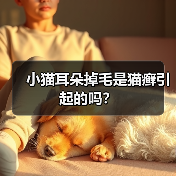 小猫耳朵掉毛是猫癣引起的吗？(图3)