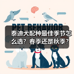 泰迪犬配种最佳季节怎么选？春季还是秋季？(图2)