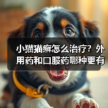 小猫猫癣怎么治疗?外用药和口服药哪种更有效?(图3) 小猫猫癣怎么治疗?外用药和口服药哪种更有效?(图3)