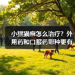 小猫猫癣怎么治疗?外用药和口服药哪种更有效?(图4) 小猫猫癣怎么治疗?外用药和口服药哪种更有效?(图4)