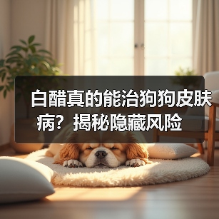 白醋真的能治狗狗皮肤病?揭秘隐藏风险(图4) 白醋真的能治狗狗皮肤病?揭秘隐藏风险(图4)