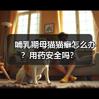 哺乳期母猫猫癣怎么办？用药安全吗？(图1)