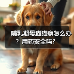 哺乳期母猫猫癣怎么办？用药安全吗？(图2)