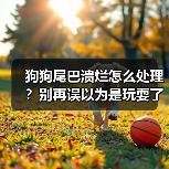 狗狗尾巴溃烂怎么处理？别再误以为是玩耍了 - 辰飞雨新生家伴