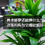 养卡斯罗还能养什么?这些狗狗与它相处超好!(图2) 养卡斯罗还能养什么?这些狗狗与它相处超好!(图2)
