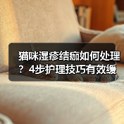 猫咪湿疹结痂如何处理?4步护理技巧有效缓解(图4) 猫咪湿疹结痂如何处理?4步护理技巧有效缓解(图4)