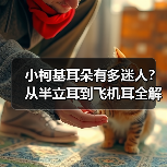 小柯基耳朵有多迷人?从半立耳到飞机耳全解析(图2) 小柯基耳朵有多迷人?从半立耳到飞机耳全解析(图2)