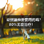 幼猫猫癣需要用药吗？80%无需治疗！ - 辰飞雨新生家伴