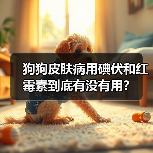 狗狗皮肤病用碘伏和红霉素到底有没有用？ - 辰飞雨新生家伴