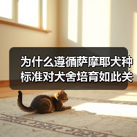 为什么遵循萨摩耶犬种标准对犬舍培育如此关键?(图3) 为什么遵循萨摩耶犬种标准对犬舍培育如此关键?(图3)